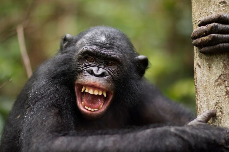 Totally Depraved Bonobos?